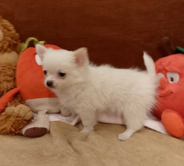 Chihuahua chłopiec długowłosy