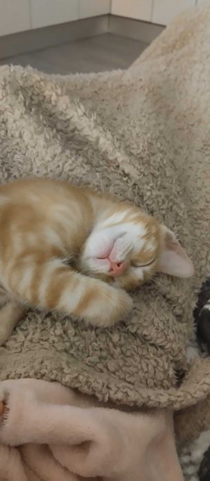 Gatinho de dois meses para dar