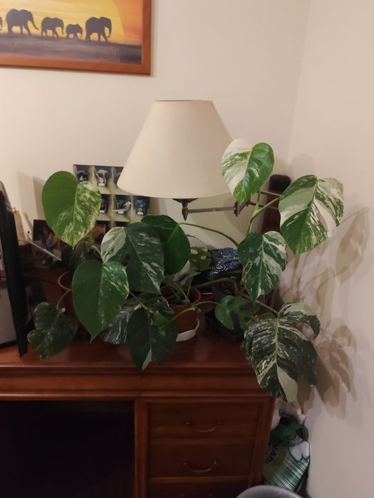 Monstera variegata cut