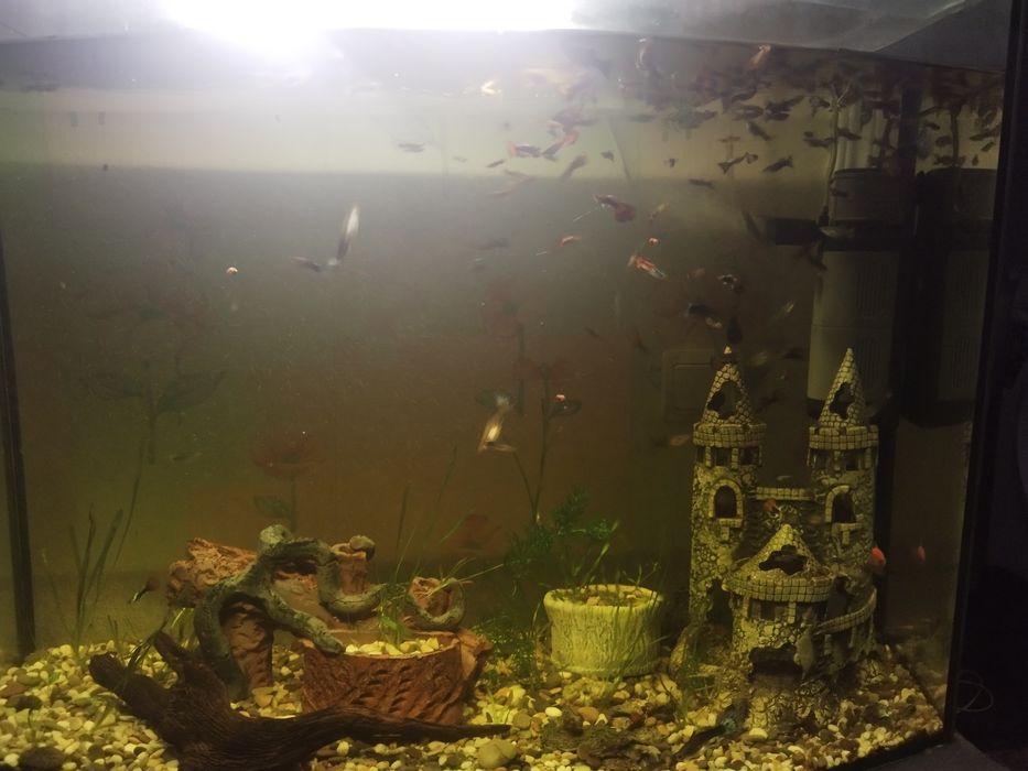 Акваріумні рибки групі