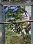 Ring necks mutação (cerca de 30 aves )