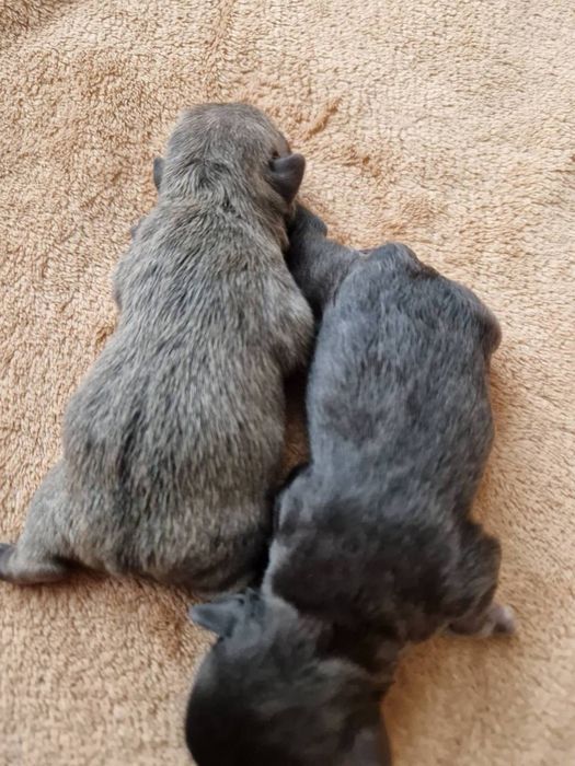 Вязка случка французский бульдог ищет невесту француз спаривание