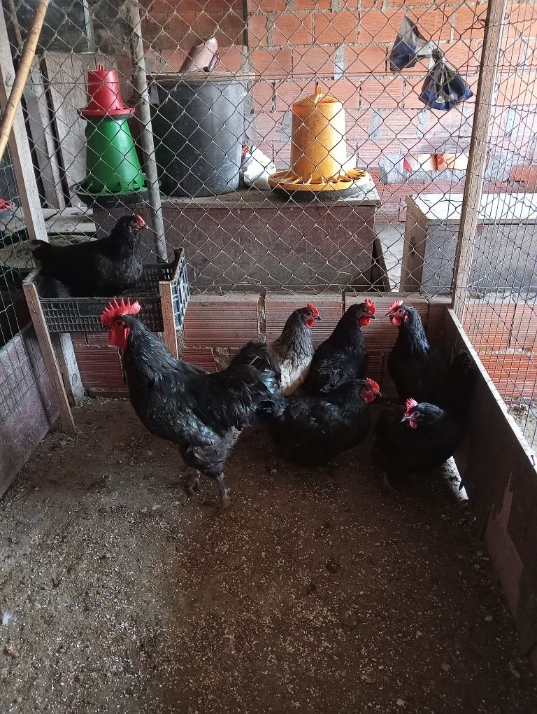 Ovos Galados Jersey Preto/Cinza