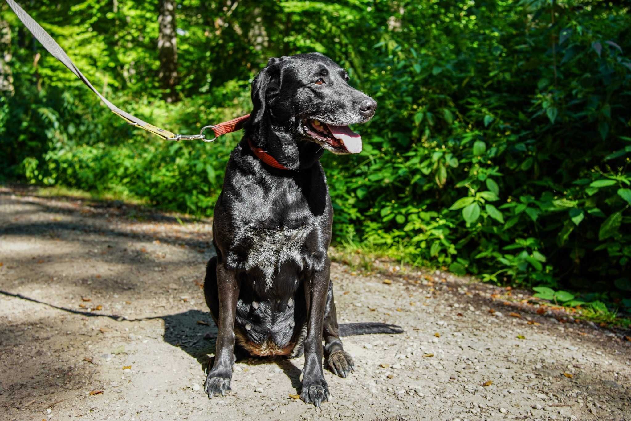 Tika czeka na Ciebie w OTOZ Animals Schronisku Ciapkowo!