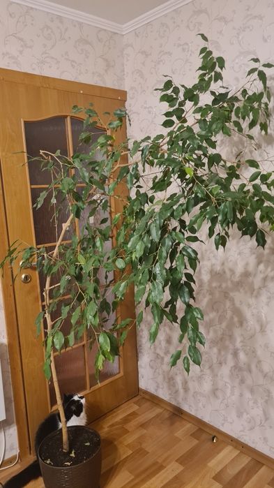 Фикусы  Бенджамина большие растения