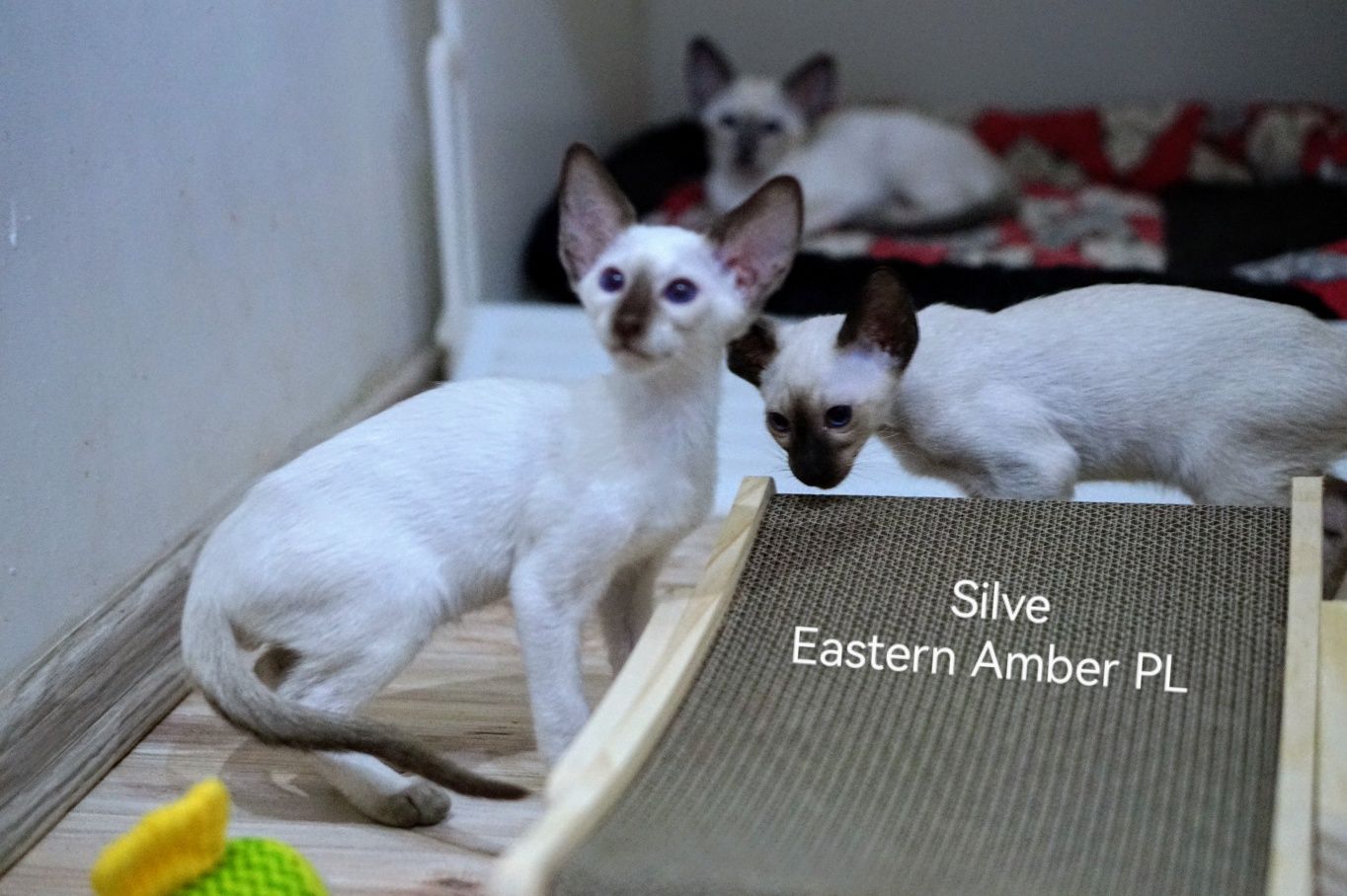 Peterbald kocurek syjamski do rezerwacji