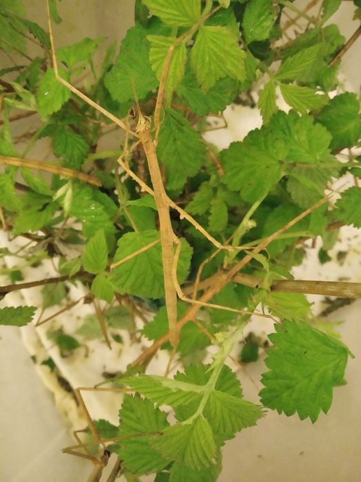 Палочники домашні тварини