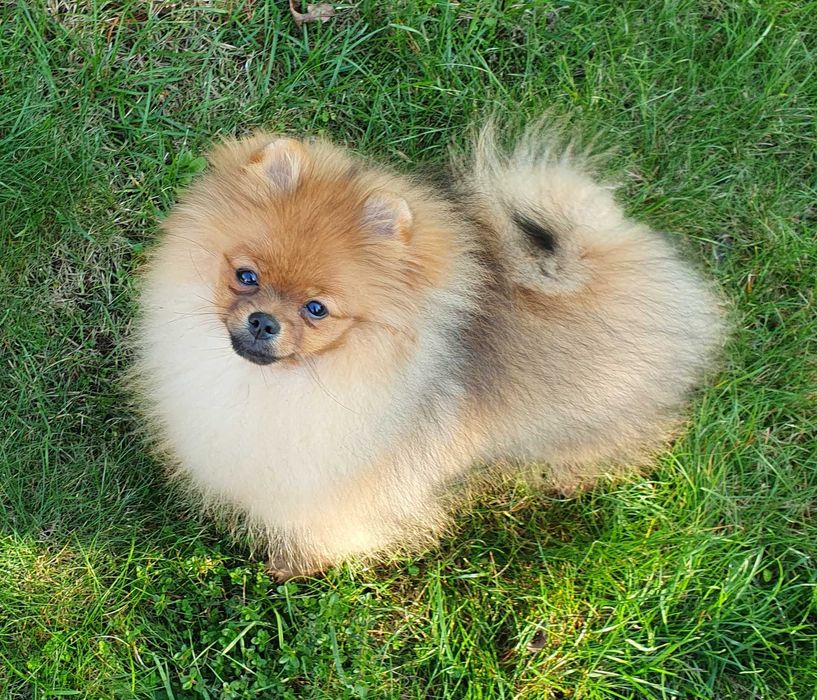 POMERANIAN Piesek z rodowodem IHR