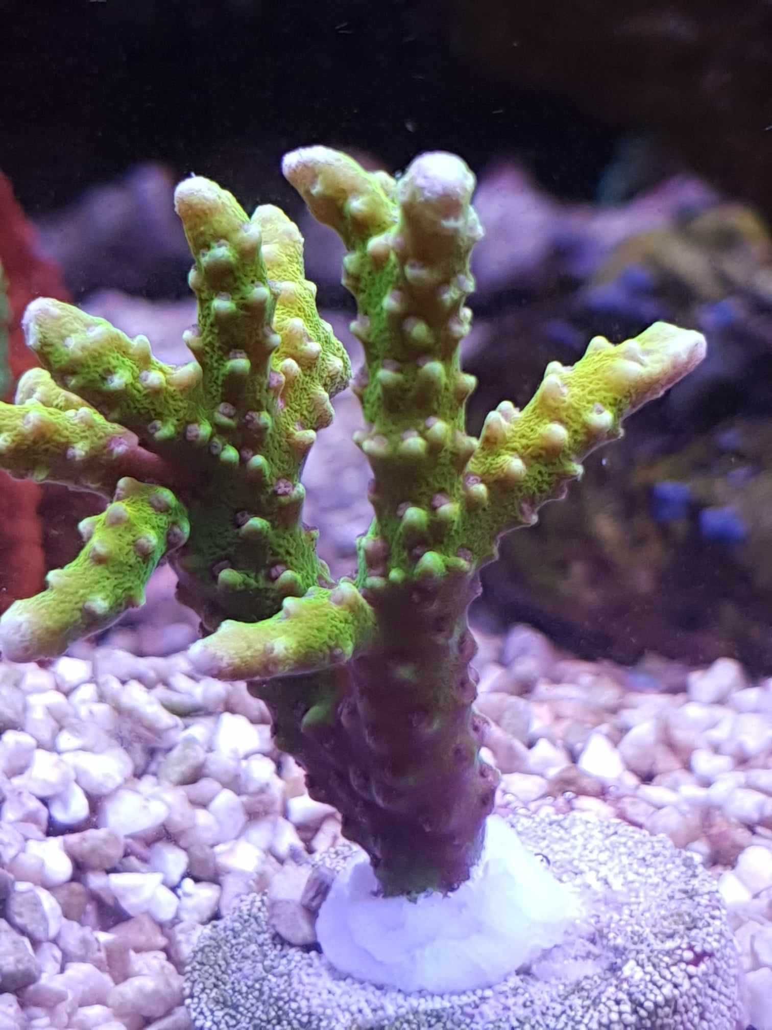 Ananacropora goldenroad akwa morskie koral