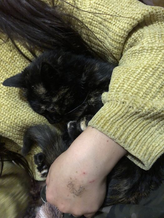 Віддам в добрі руки кицю 3-4 місяці