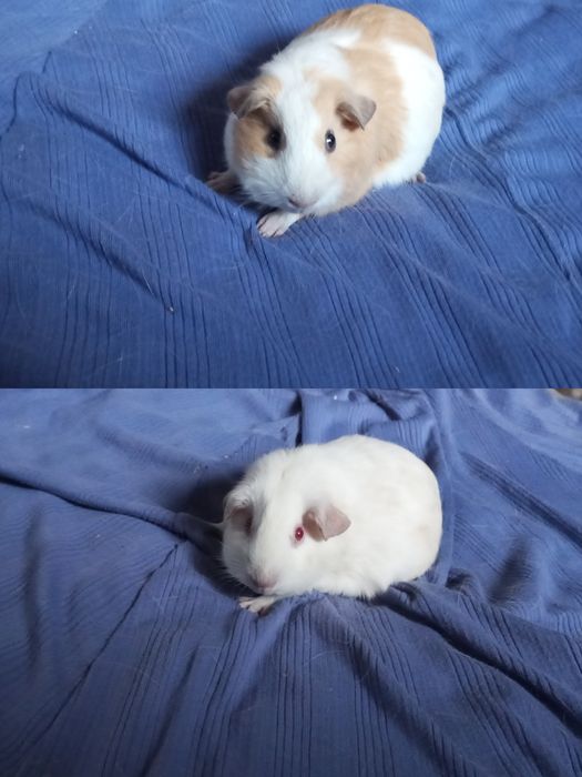 Морська свинка гарнюня