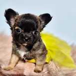 Chihuahua Długowłosa dziewczynka odbiór Lipiec