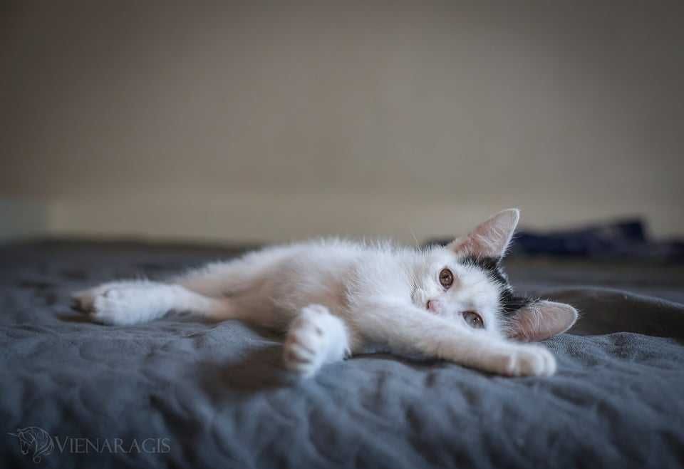 Biało Czarne cuda do adopcji