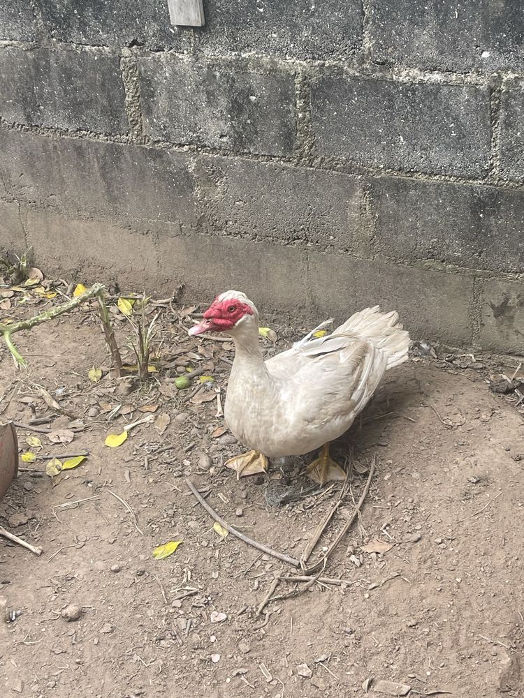 Pato mudo com 1 ano