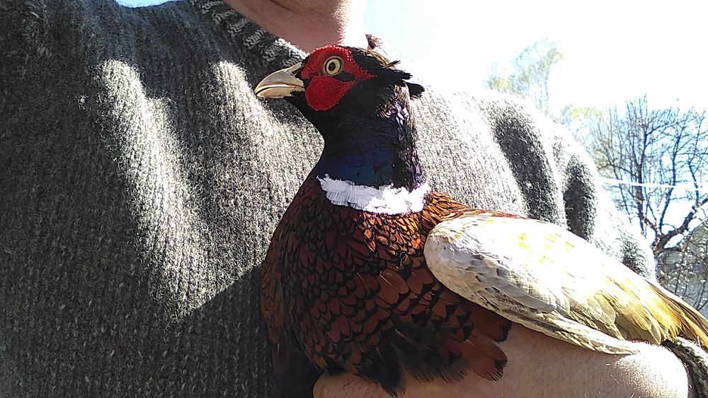 Продам фазани мисливські