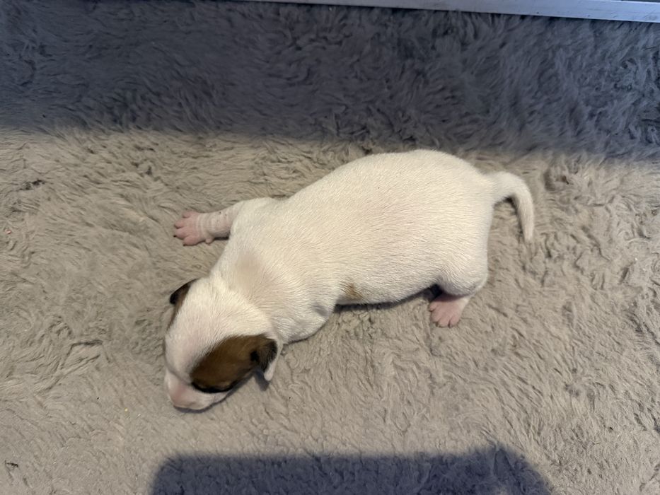 Suczka szczeniak Jack Russell Terrier