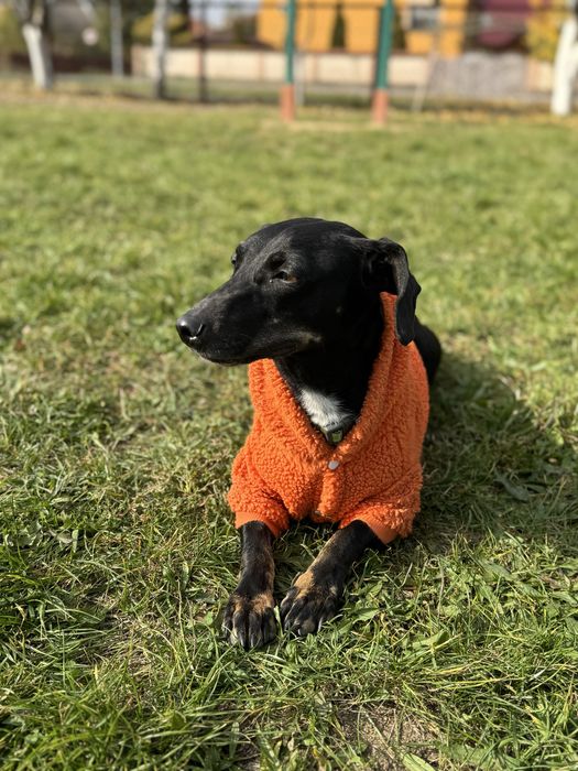 Собачка Пеппа шукає свій новий дім