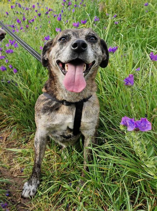 Liana - cadela média para adoção