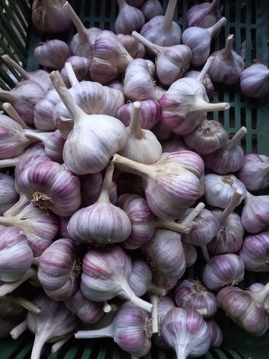 Sprzedam czosnek zimowy