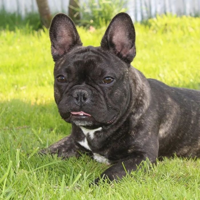 Француженка WKU KKU