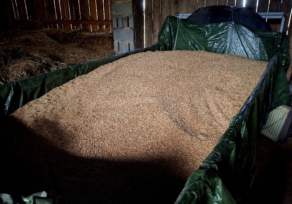 Pszenżyto ładne czyste tegoroczne