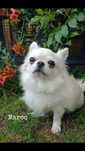 Chihuahua długowłosa