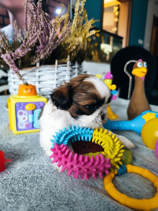 Suczka shih tzu po zdrowych rodzicach Zhpr UCI rodowód 4 pokoleniowy