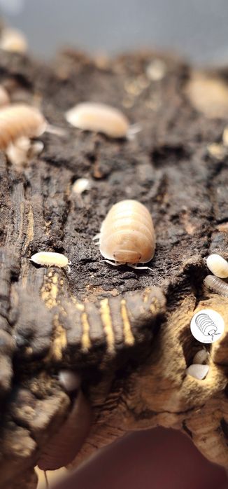 Isopody, prosionki, ekipa sprzątająca Cubaris Murina Papaya