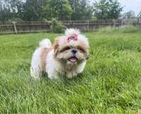 Shih tzu piesek