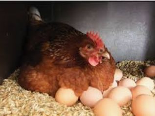Яйцо для инкубации несушки Фарма колор