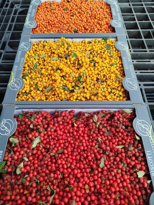 Насіння піраканти,барбарису,горобини,бірючинита інше