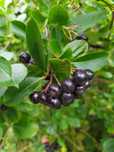 Aronia 4zł/kg zbierana na zamówieni