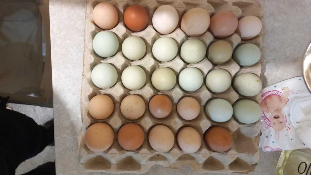 Адлер сріблястий або мікс м'ясояєчний