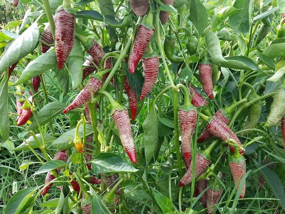 12 sementes de pimenta Vezanka