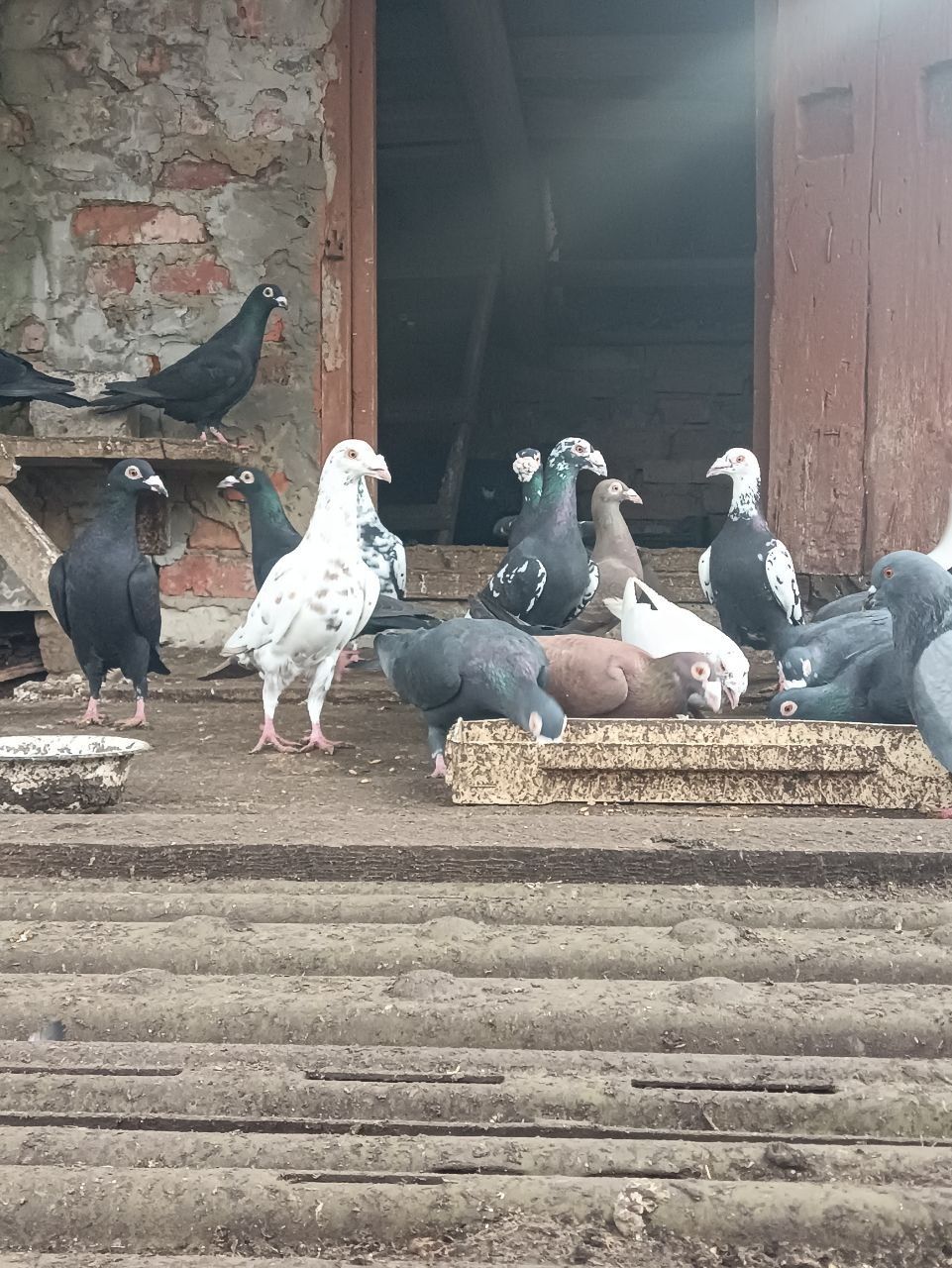 Продам голубів дракони