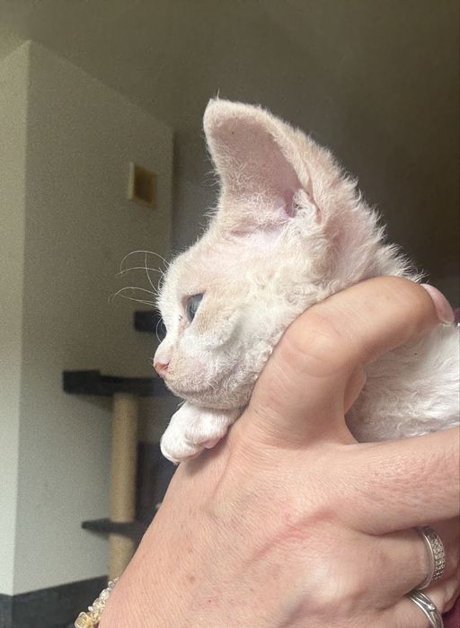 Chłopiec Devon Rex FPL