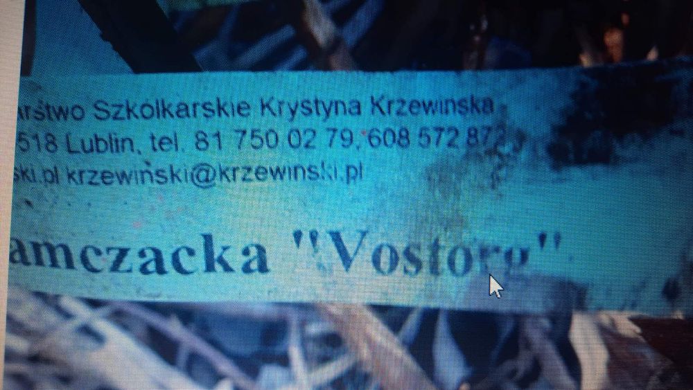 Жимолость їстівна саджанці