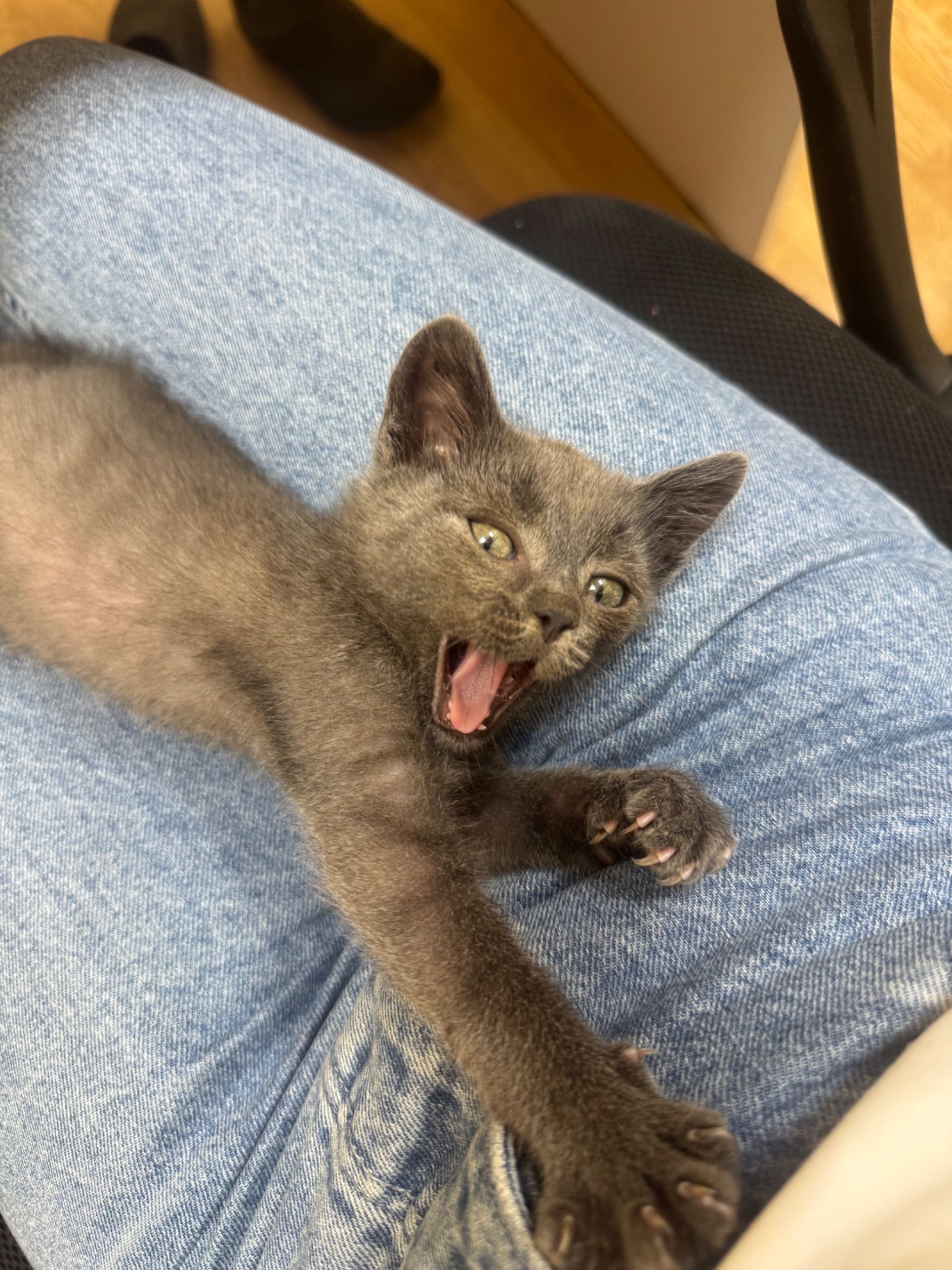Шукаємо дім для котика!