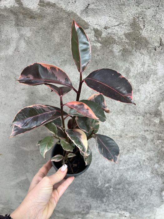 Фікус кімнатний Tinekke i Abigan