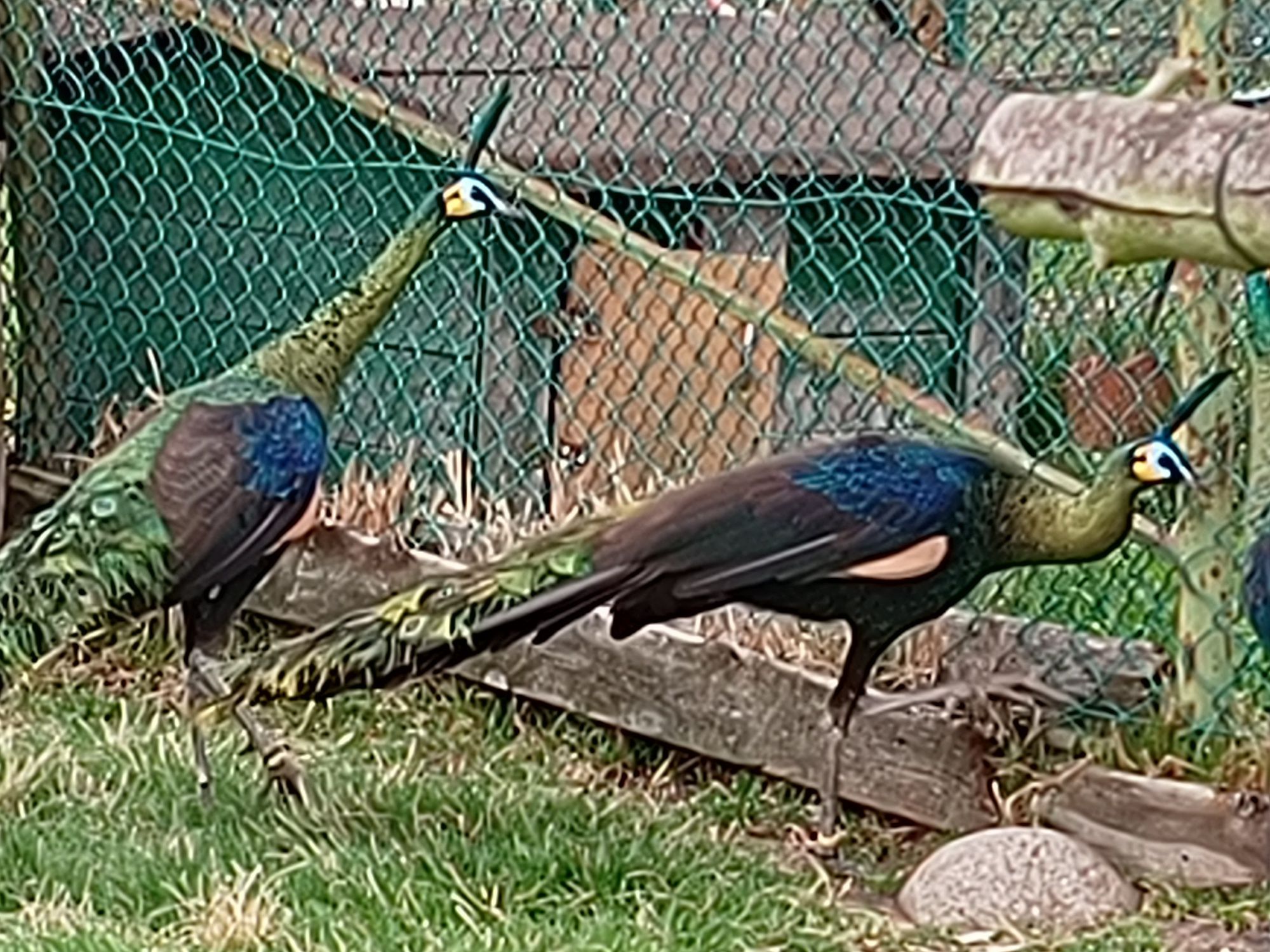 Sprzedam pawie zielone (muticus imp.)