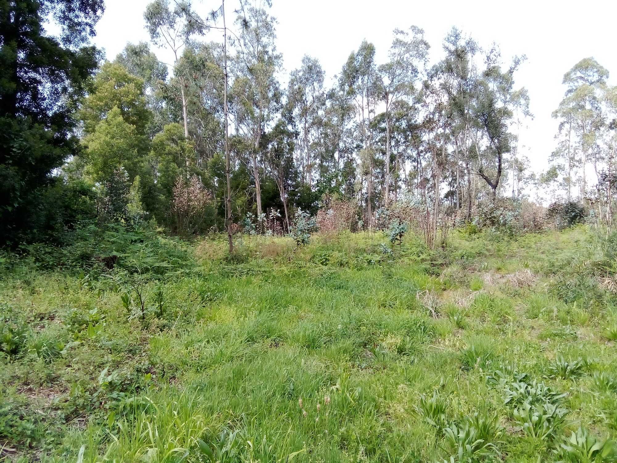 Alugo terreno em Mosteiró