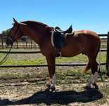 Lusitano 4 anos 1.65