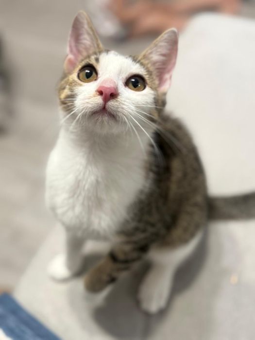 Mała kotka Madzia szuka domu