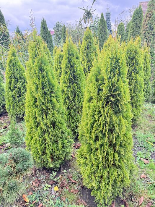 Туї голден смарагд ялинка штамбові