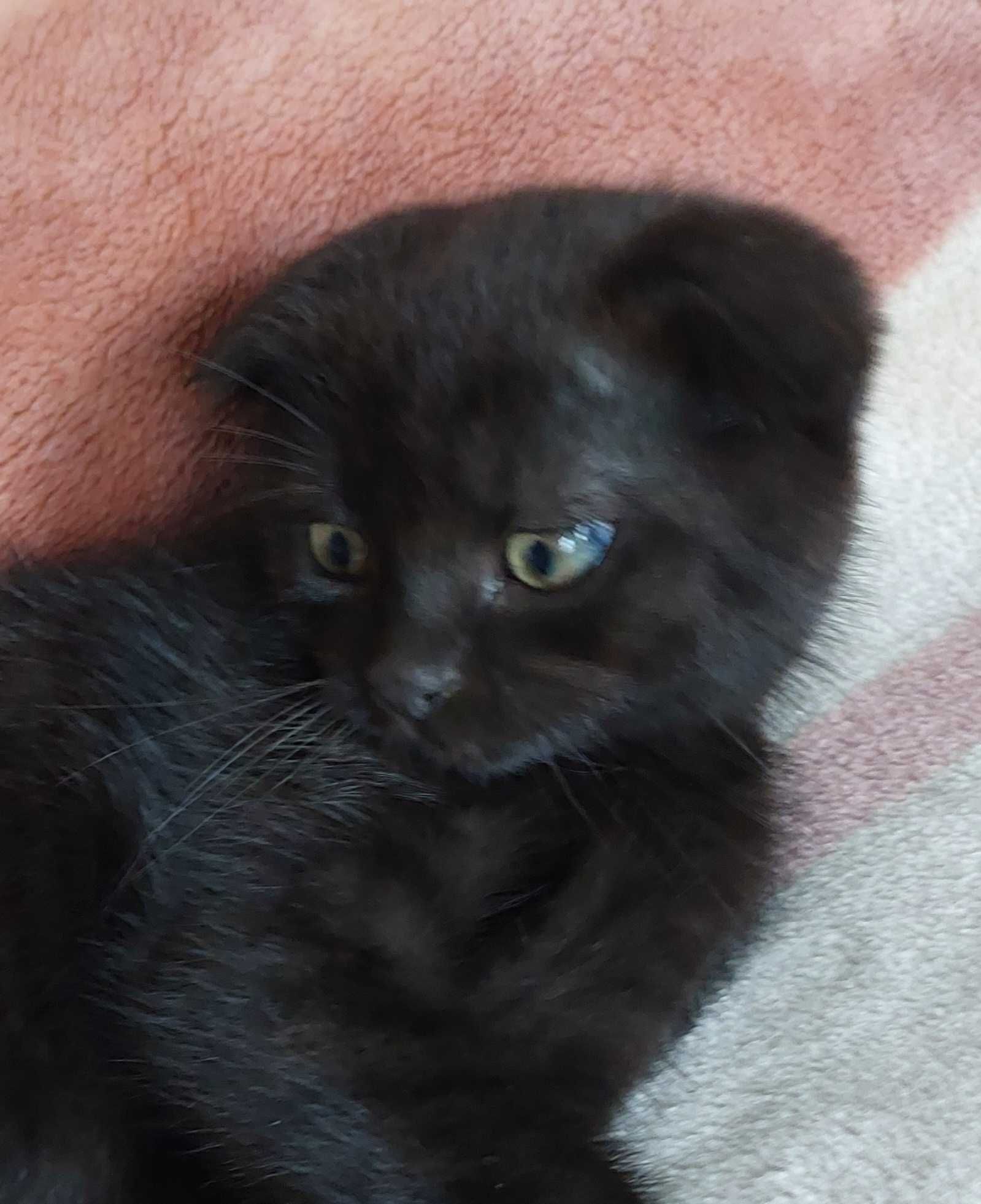 вислоухие  котята