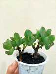 Planta Suculenta