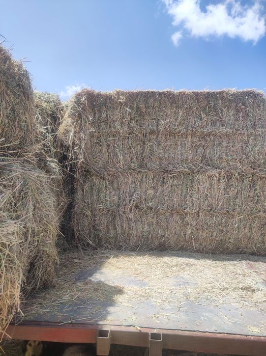 Fardos quadrantes de aveia grão e azevem