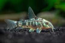 Peixes Tropicais