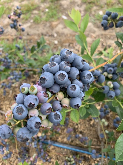 ГОЛУБИКА саженцы по хорошой цене