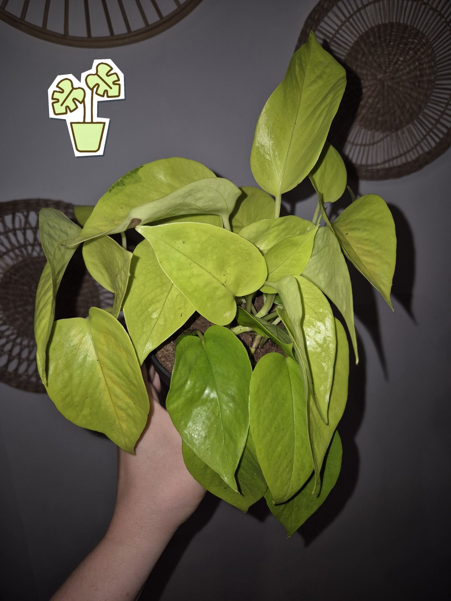 Neon lemon lime golden pothos